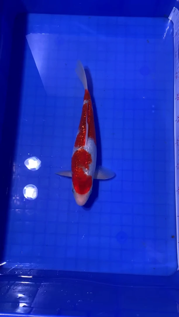 锦鲤31CM银鳞葡萄衣