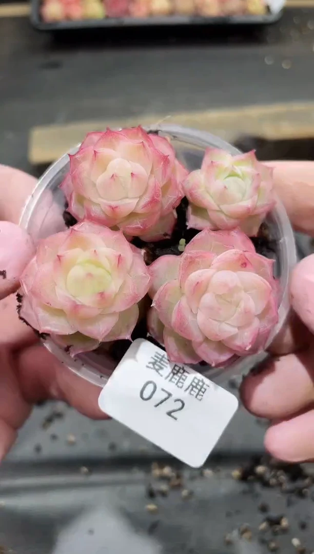 072潘多拉     量拍