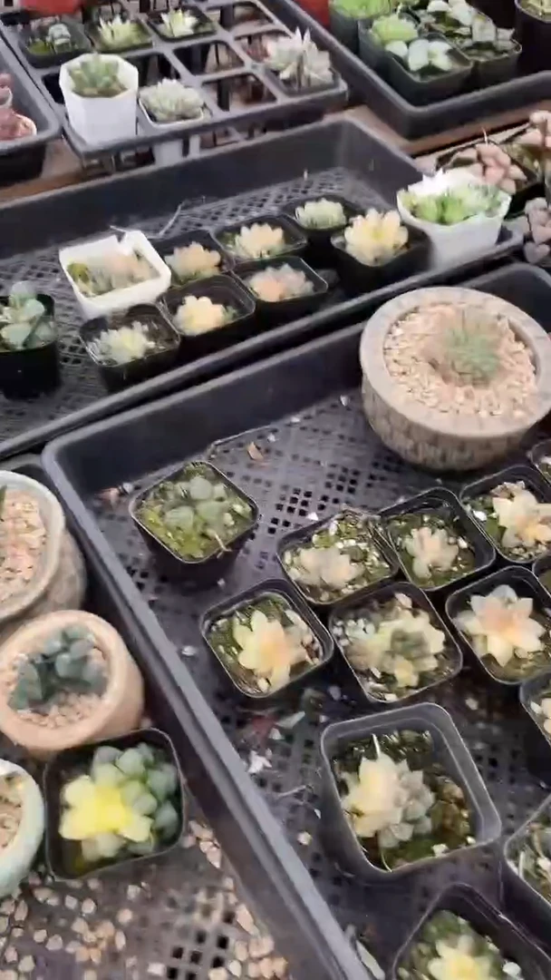 2颗   多肉    618