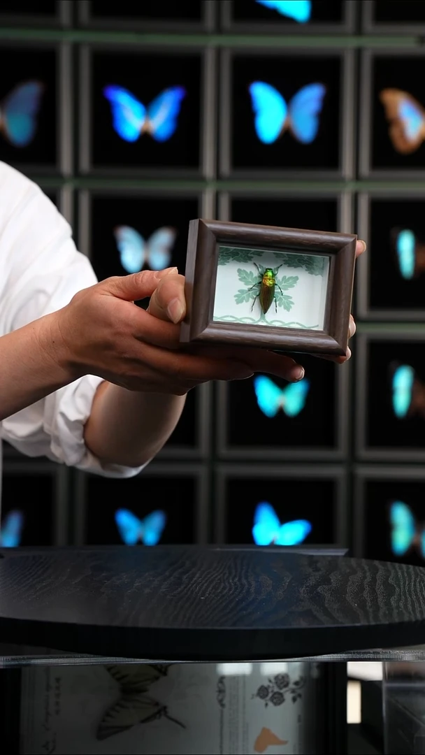 H747标本摆件一口价