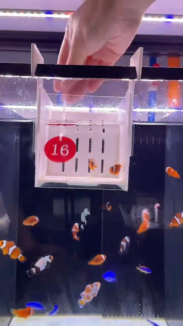 海水鱼fan'qie16号