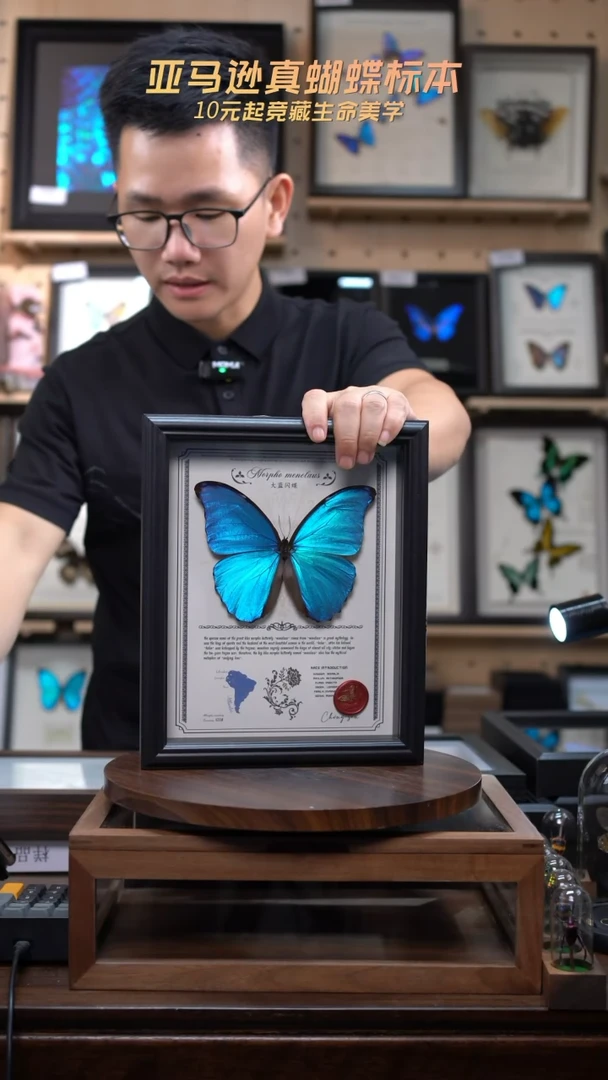 大蓝闪蝶豪华版10寸欧式框（带证书）