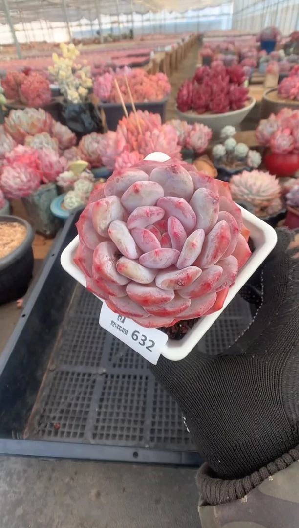 632糖心雪天使多肉植物一物一拍