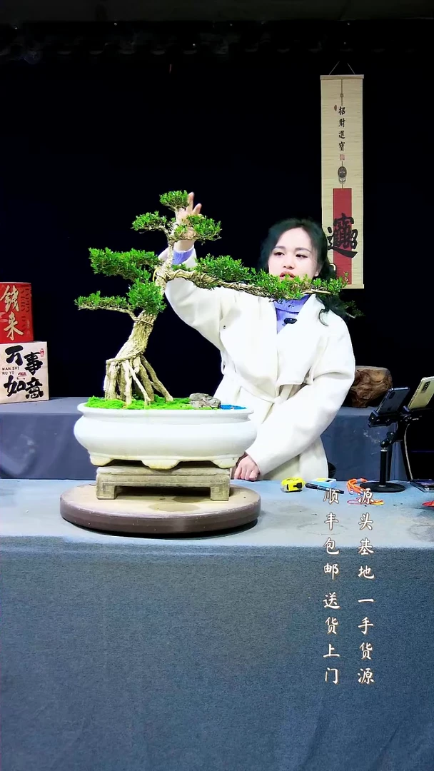 【闪购商品】雀舌黄杨盆景雀舌黄杨盆景