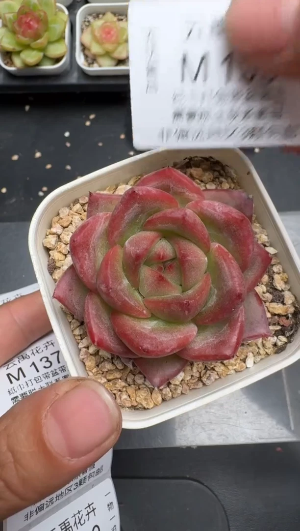 135M当天拍3颗包柚 带盆土纸巾打包 云禹花卉 珍妮多肉植物