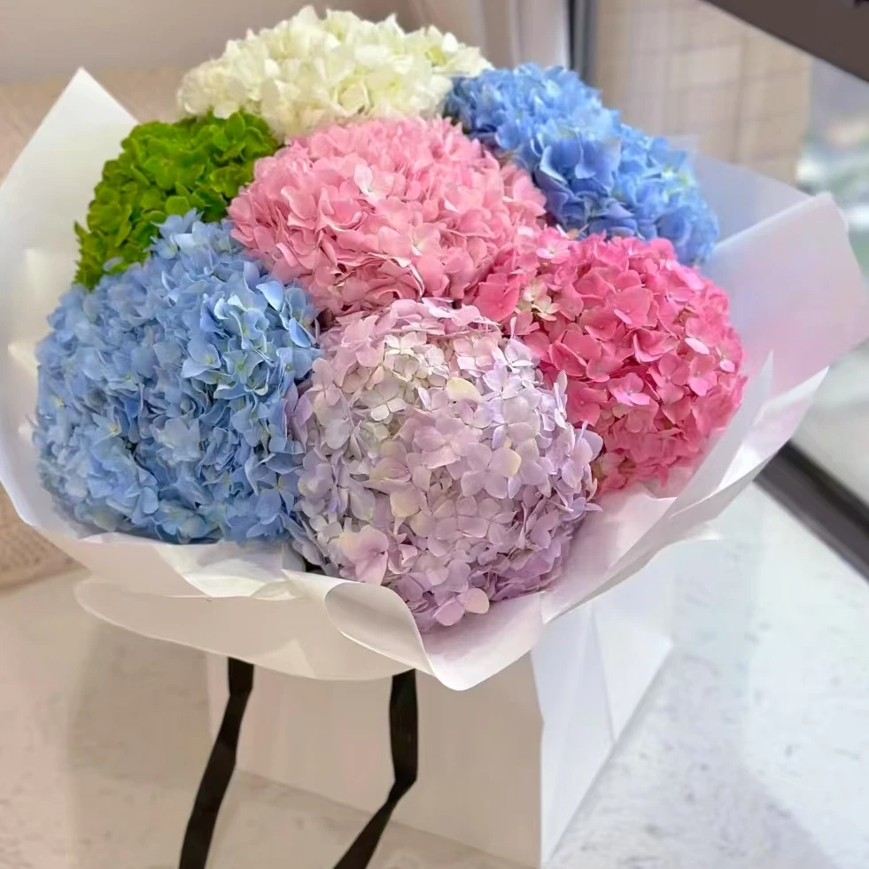 【一品花集】【无尽夏绣球】温柔团圆大头系列云南昆明基地直发