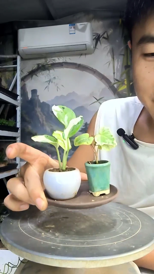诗***。中青园艺一物一拍125