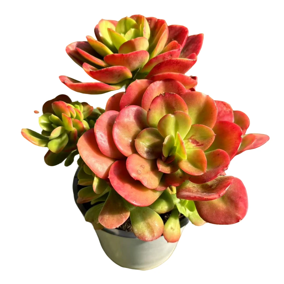 精品白杯红梅多肉优选精选发货种植售后基地自产自销包赔