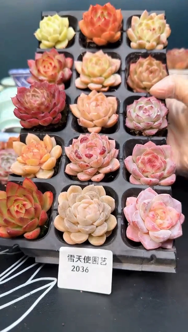 2036    多肉15 颗