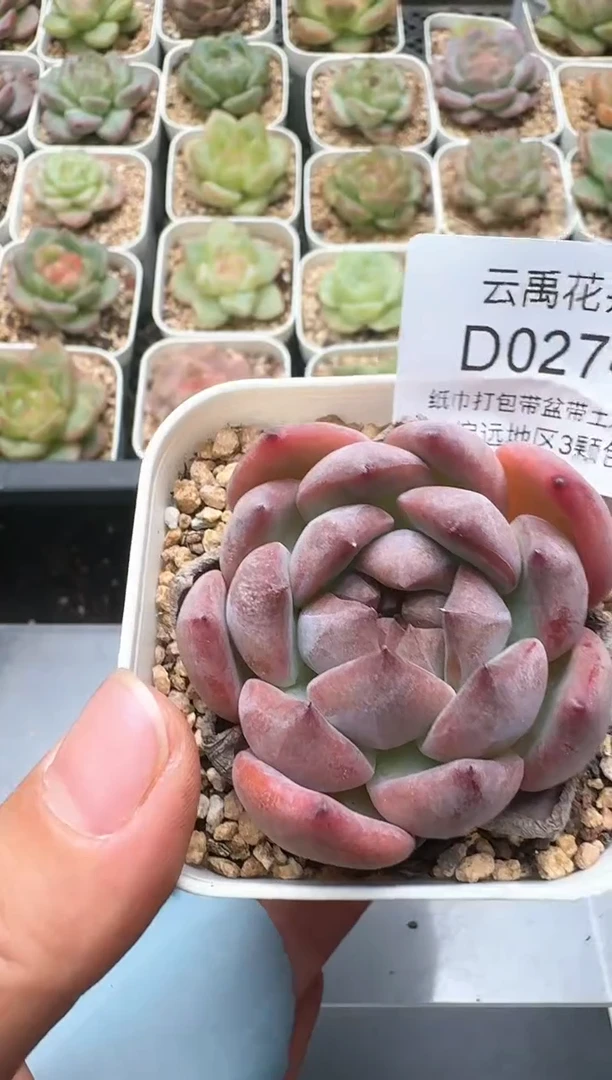 274D云禹多肉植物 带盆土纸巾打包 3颗包邮