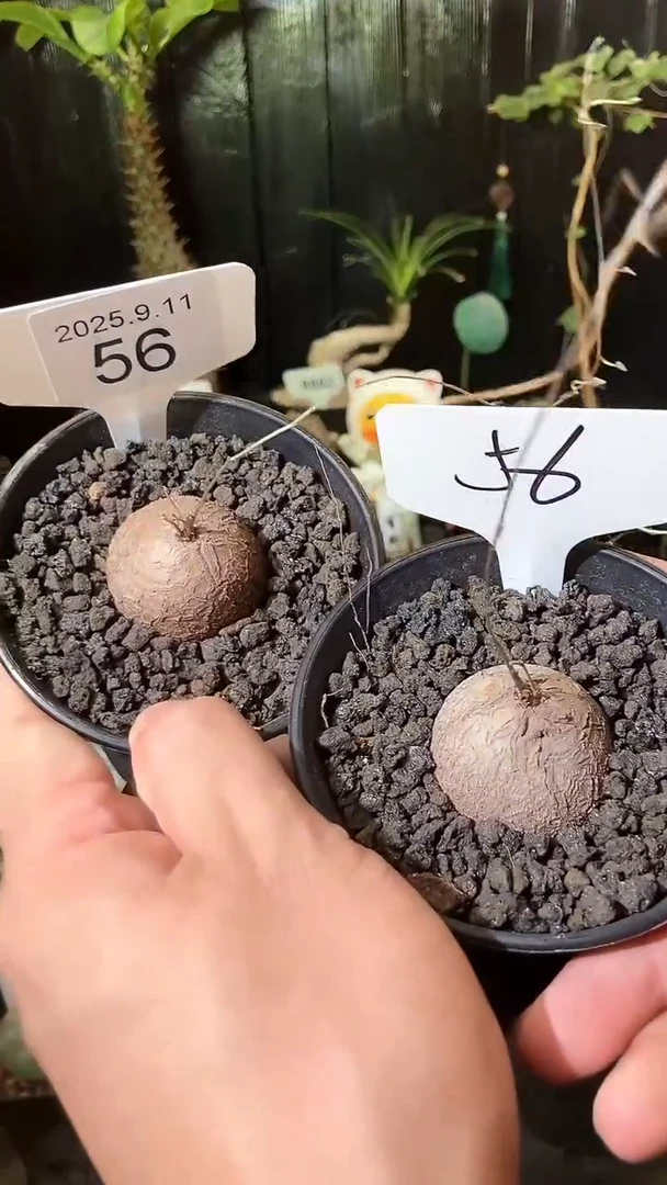 56号911福利南非龟甲龙买1个送1个