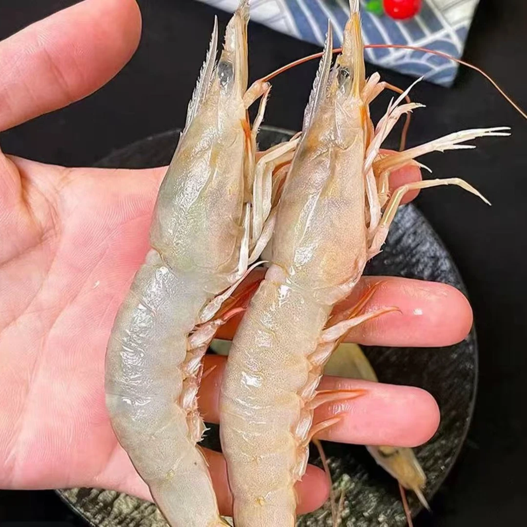 沙卢虾 厦门海鲜配送 顺丰快递 厦门发货  现称