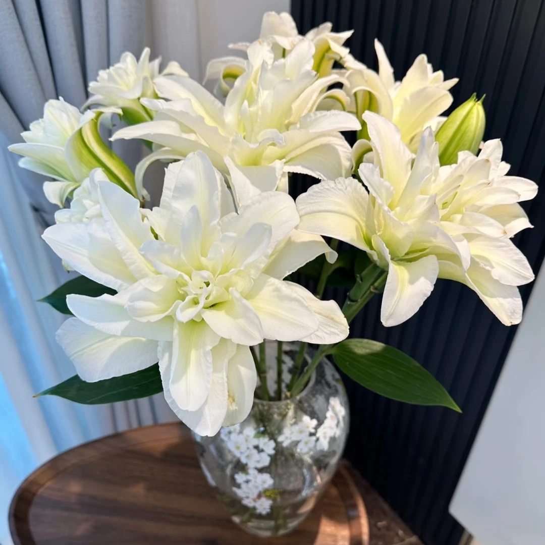 （重瓣百合 拉菲拉）云南基地直发生活鲜花