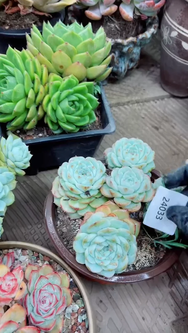 ^****^024033多肉植物一万一平