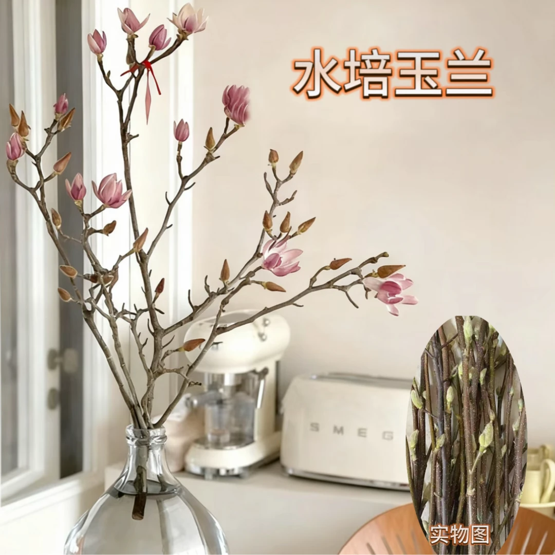 玉兰鲜切干枝玉兰鲜花干枝鲜枝室内水培植物玉兰枝花卉植物