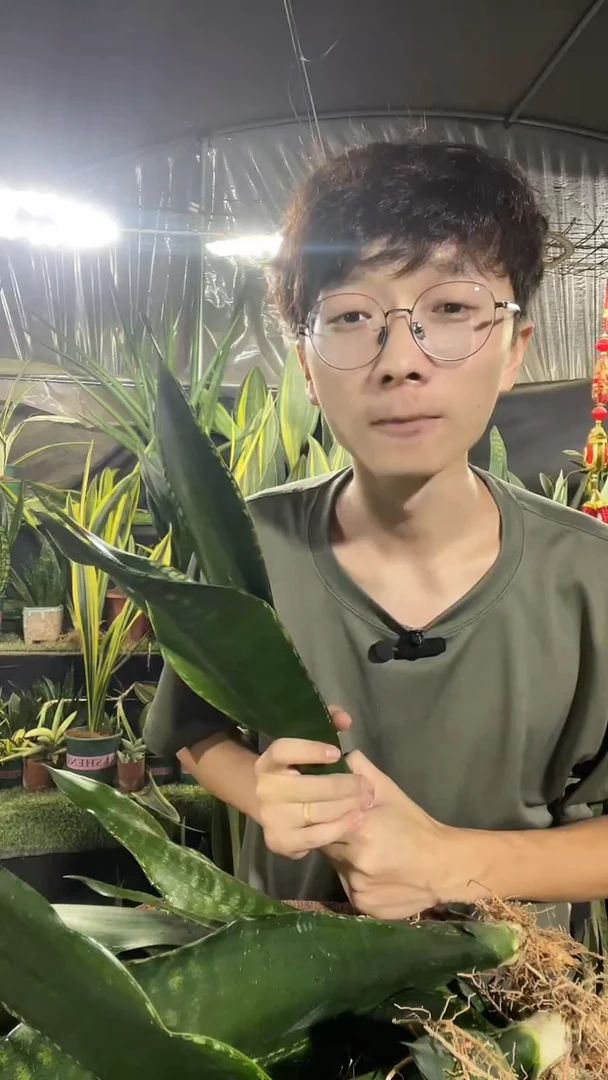 正品星空30cm起裸根12.8