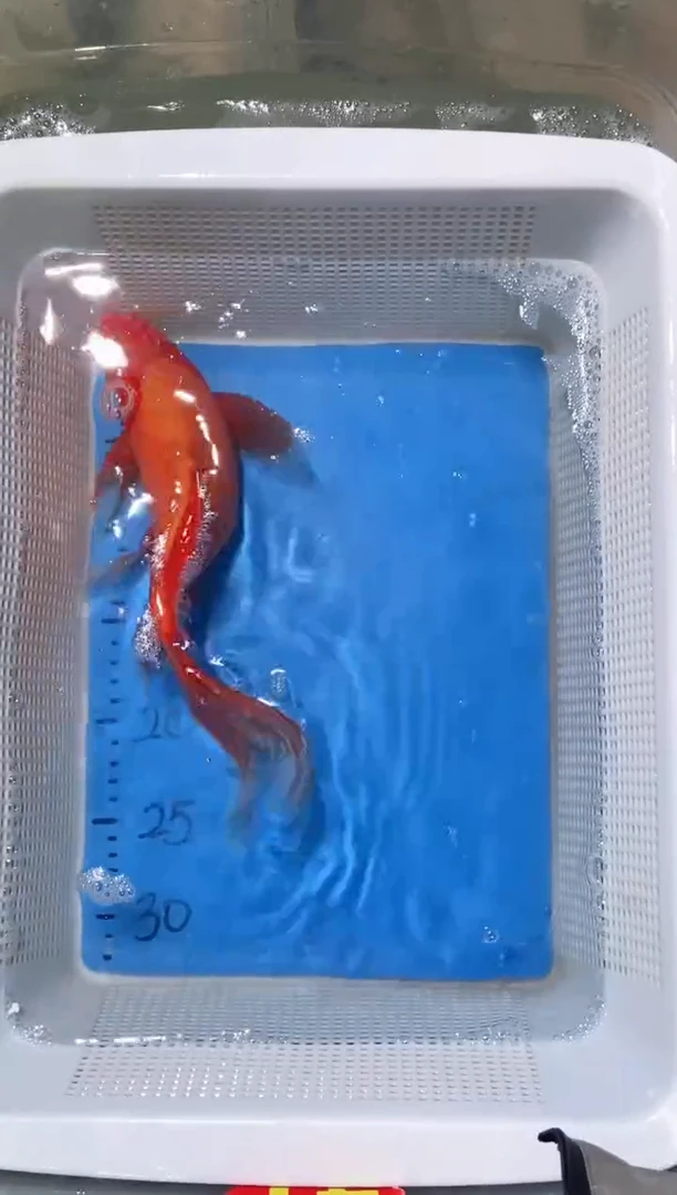 锦鲤锦鲤蝴蝶鲤鱼拍开箱视频包售后 微瑕