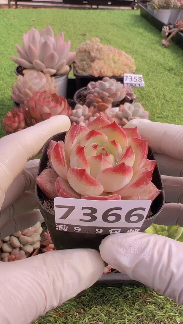 【闪购商品】信福多肉一物一拍