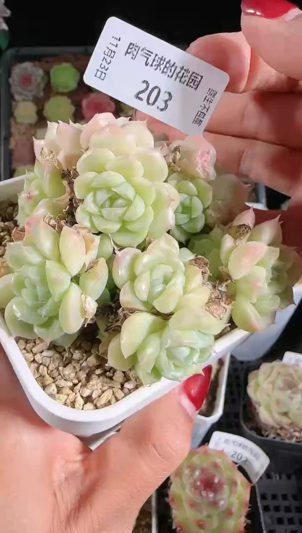 1123-203群生不包整