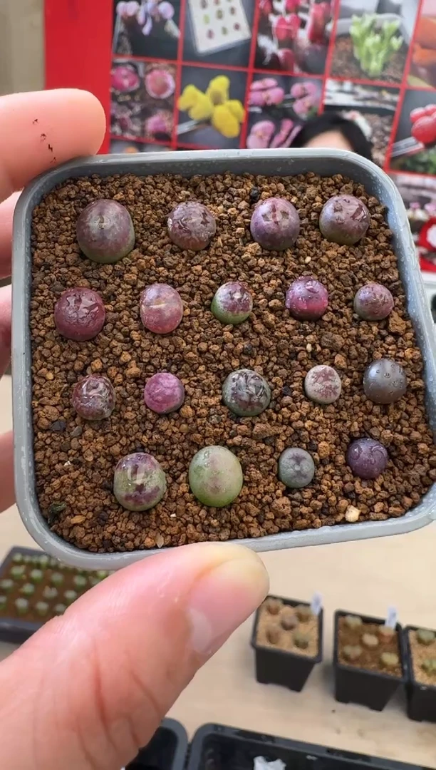 【闪购商品】19-18杂交获奖系列一颗