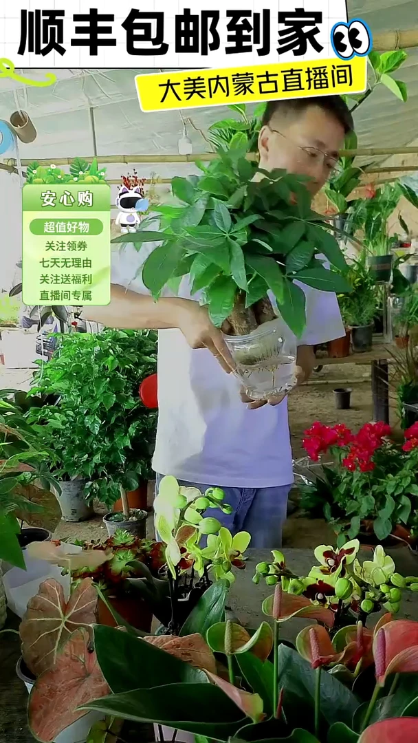 完全开放水培三杆发财