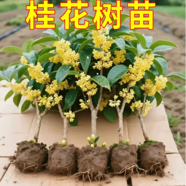桂花苗盆栽好养卉耐寒浓香型室内外阳台客厅庭院绿植物