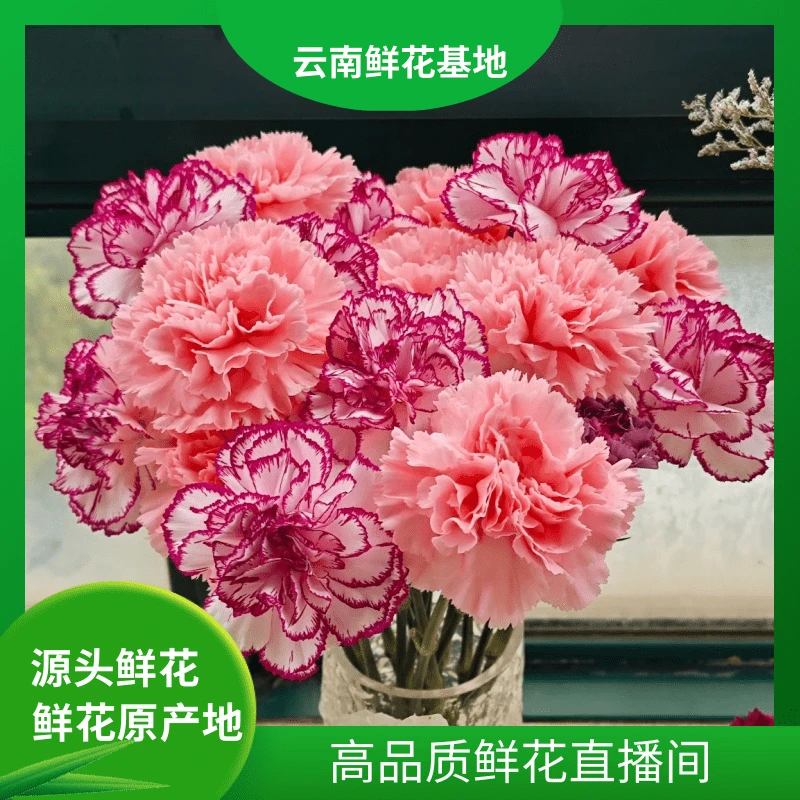 颜花【粉钻+紫精灵】云南鲜花 任意两单升级顺丰/空运