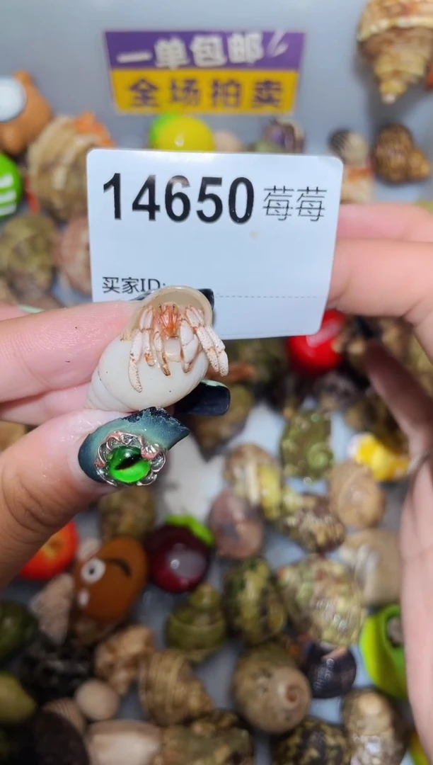 陌派甄选寄居蟹14650，缺尖不到1口