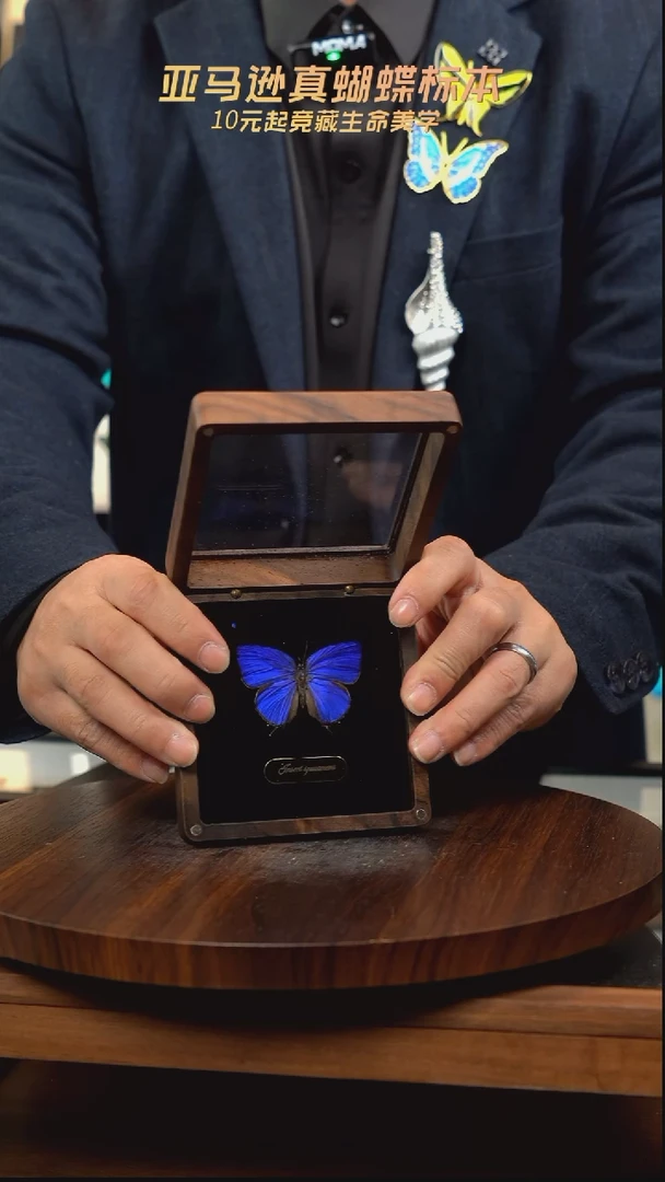 森绕灰蝶胡桃木款