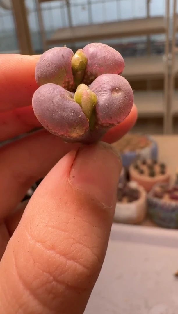 28-79多肉植物肉锥暗黑萝莉