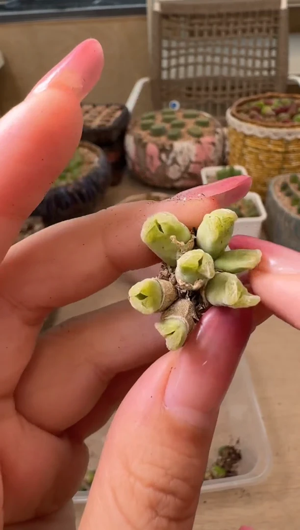 8-1多肉植物肉锥