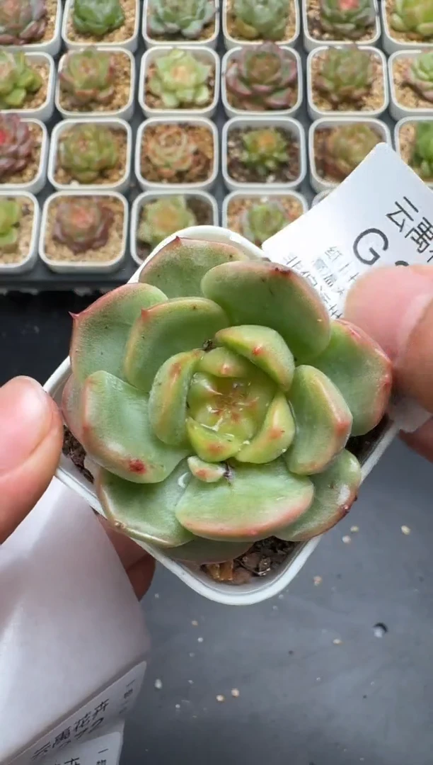 271G云禹多肉植物 脱土纸巾打包 3颗包邮