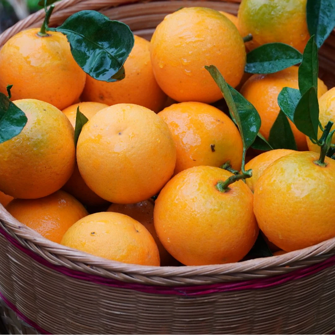 长河甄选麻阳【锦蜜冰糖橙】新鲜当季爆甜橙子水果产地直发5斤装