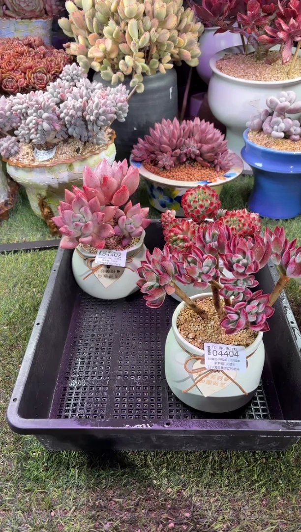 【闪购商品】04404脱土带盆