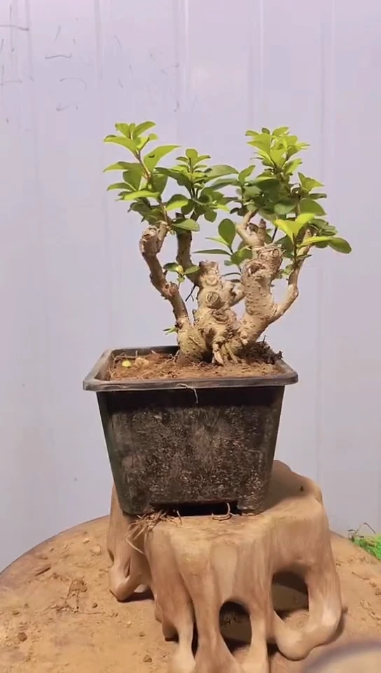 当前无花栽培后可以开花小叶女贞