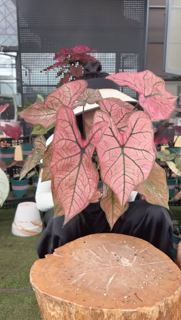 无花朵0015 春萌