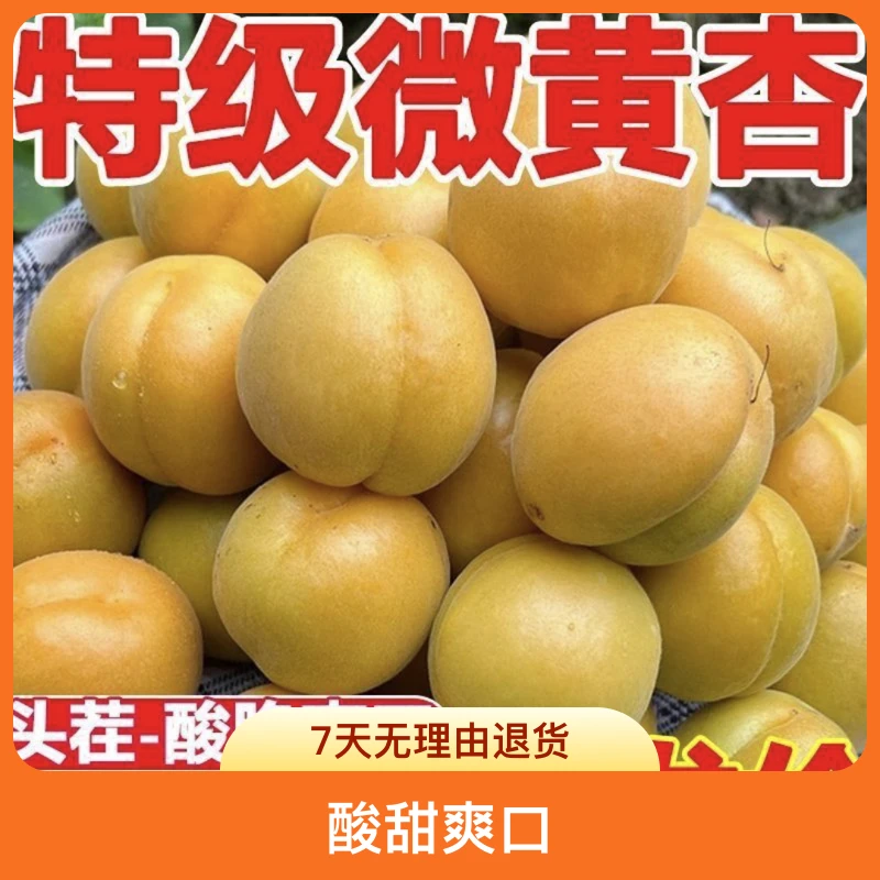 新鲜采摘酸甜爽口孕妇水果微黄杏当季现摘