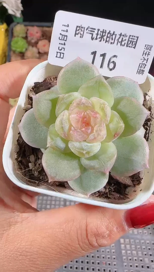 1115-116若梦群生不包整