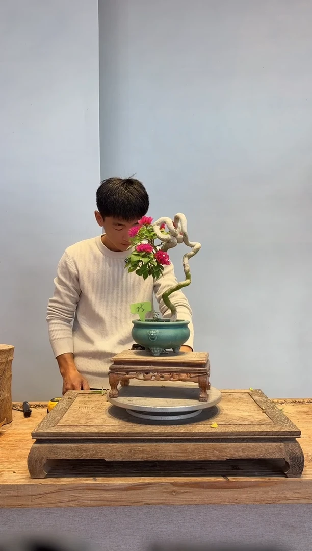 以实际为准翁****)三角梅25