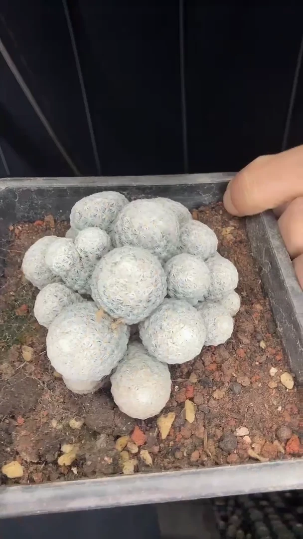 5-1号白鸟群68.88