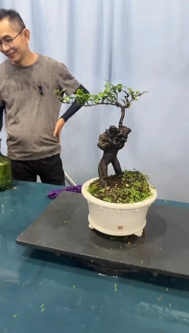 翠米茶翠米茶翠米茶翠米茶翠米茶