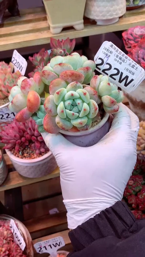 222W（一物一拍，精品多肉，w所见即所得 ）