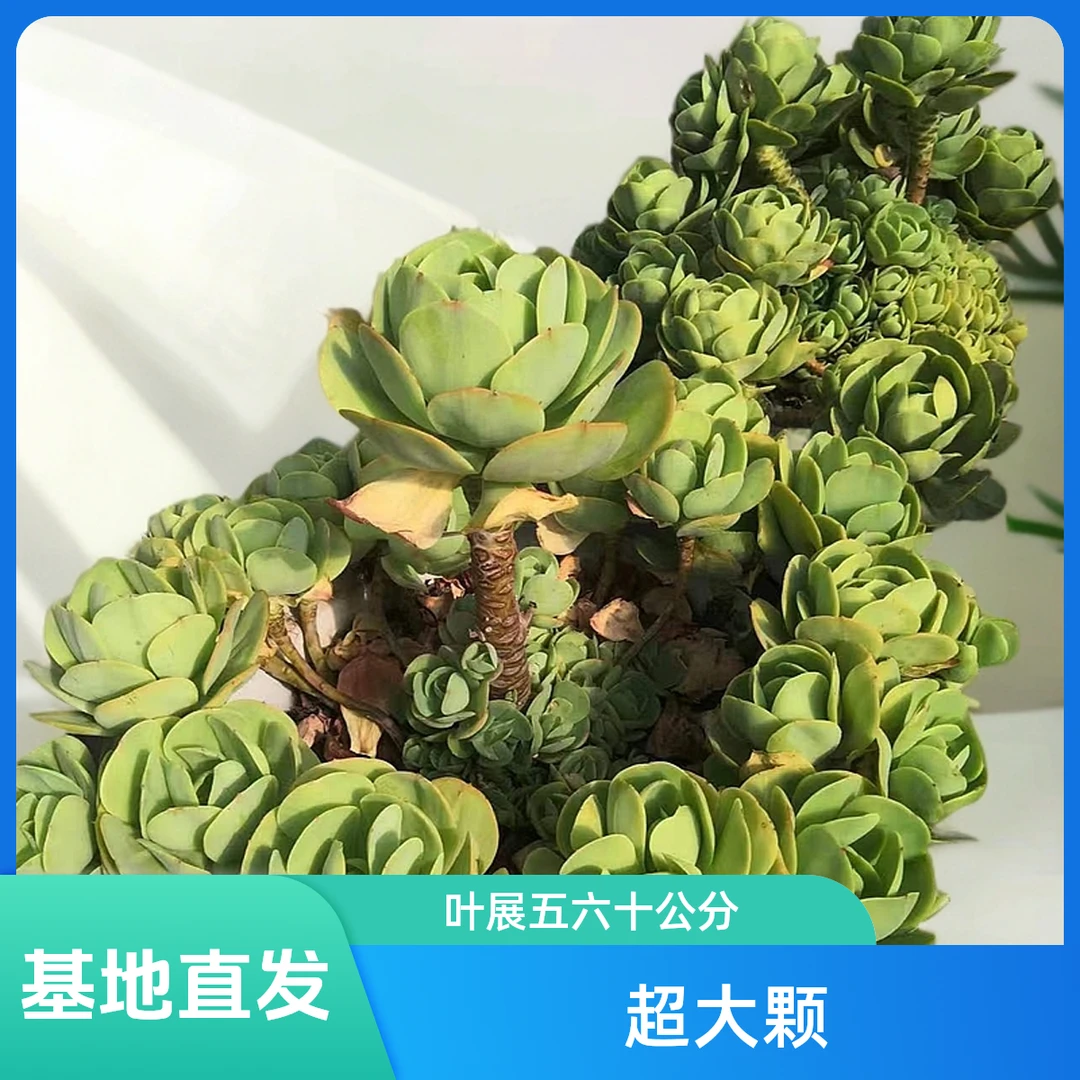 挚爱   超大大碧桃 多肉植物【物流发货】  以直播间为准