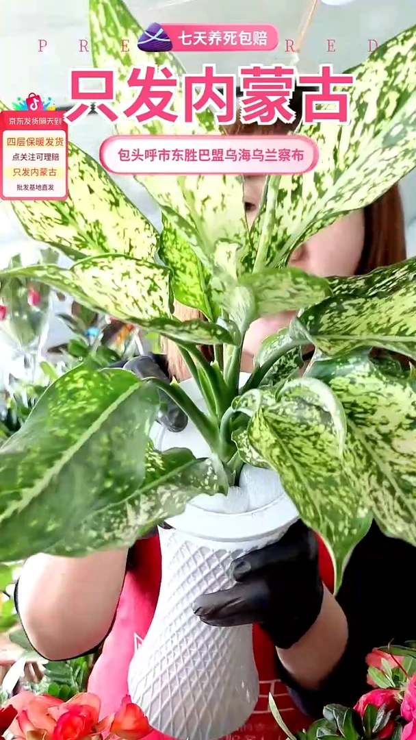 完全开放小蛮腰洒金翡翠