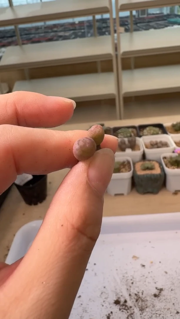 24-17多肉植物肉锥