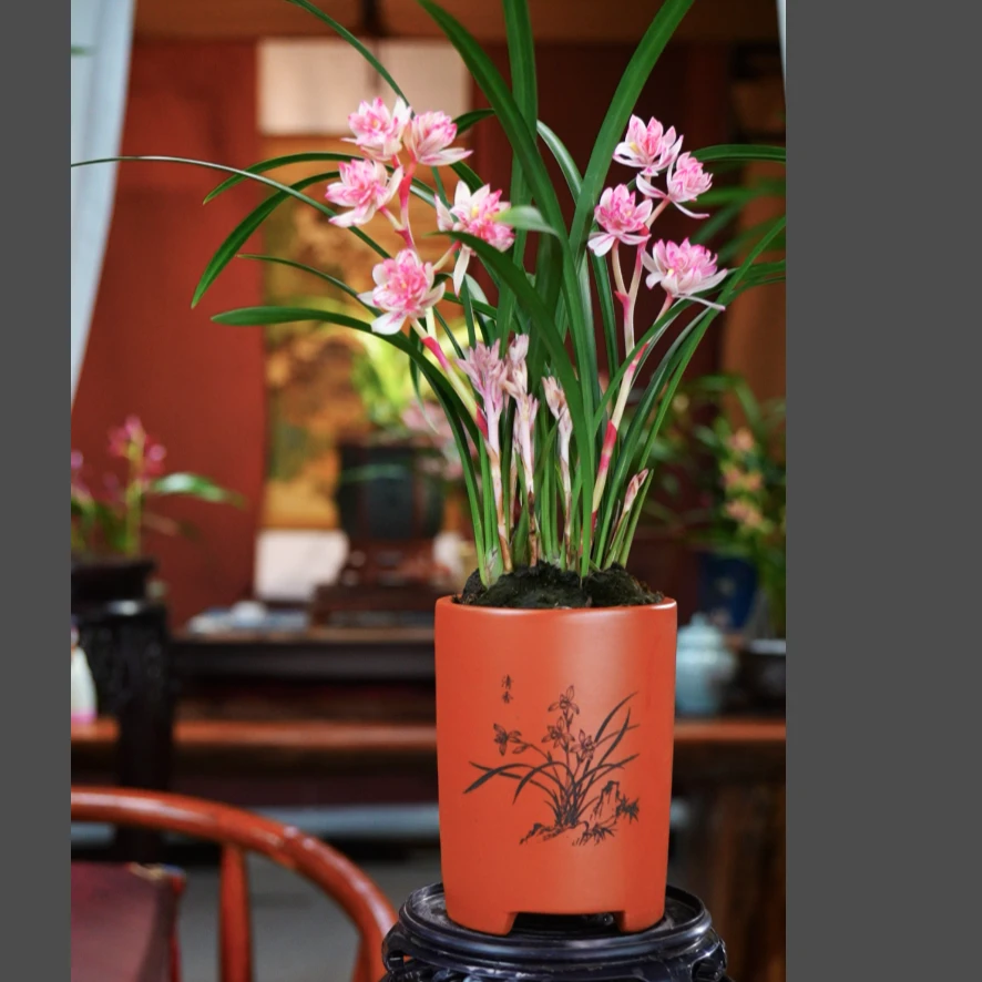 建兰 带花苞 [红禅牡丹] 浓香型 室内好养兰花 一整套带盆种好