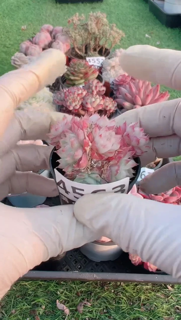 【闪购商品】信福多肉一物一拍