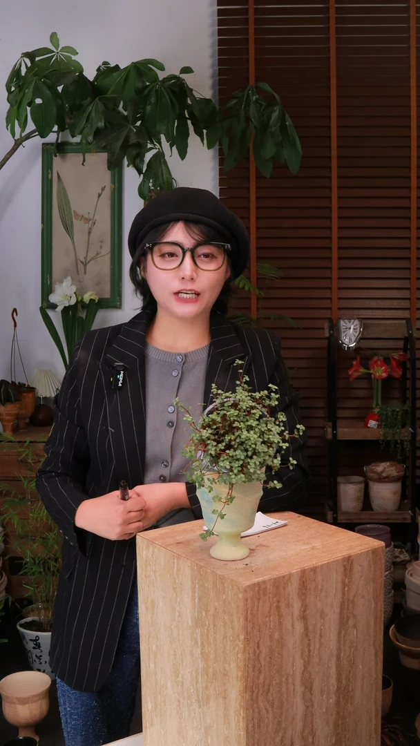 无花朵 bb草 带盆 种好发货 顺丰包邮