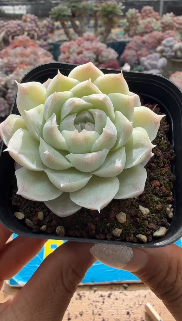 东云多肉园二店-251