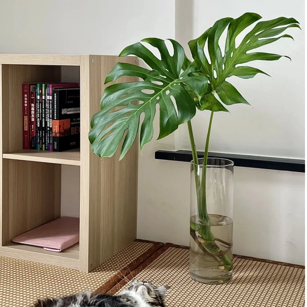 龟背叶森系小清新云南基地直采直发客厅室内花瓶